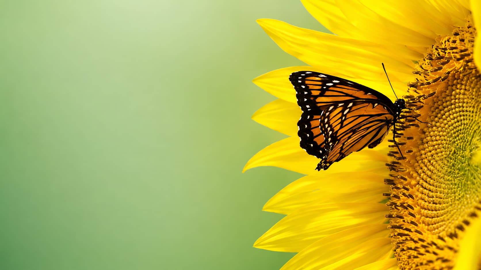 Sommer Saisonaktion - Bild von Schmetterling auf Blume